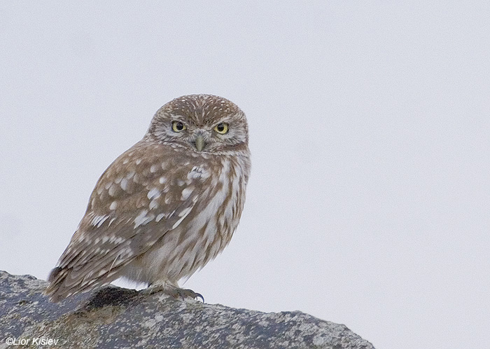     Little Owl Athene noctua                               , , 2008.:  